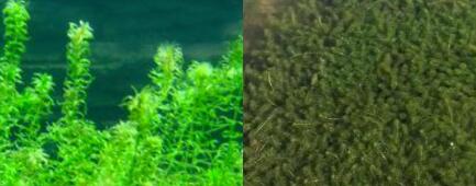 EM菌種研發(fā)公司介紹伊樂(lè )藻在河蟹和小龍蝦養殖中具有的作用